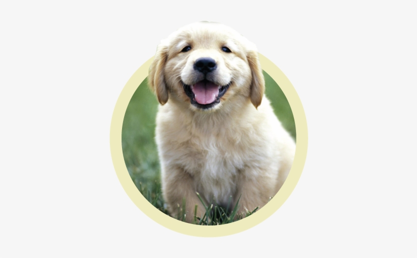Puppy Plans - Raza Golden Retriever Bebe, transparent png #2834086