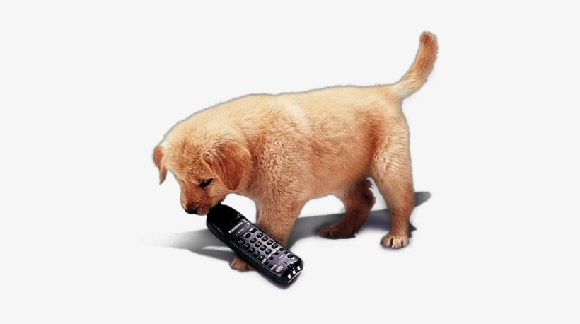 Dog On Phone, transparent png #2834120