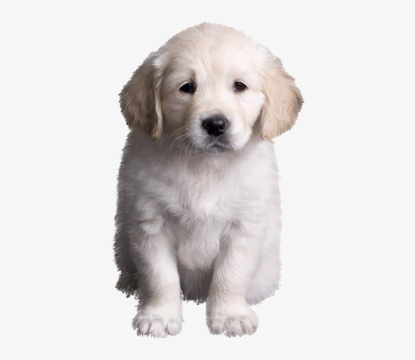 Golden Retriever Puppy Golden Retriever Valpar, Golden - Dog, transparent png #2834124
