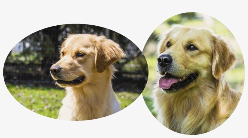 Hellie Pedigree And Clearances - Golden Retriever, transparent png #2834272