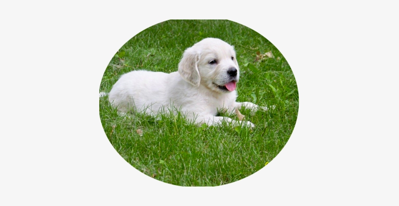 These Parents Have Produced Spectacular Puppies With - Slovak Cuvac, transparent png #2834280