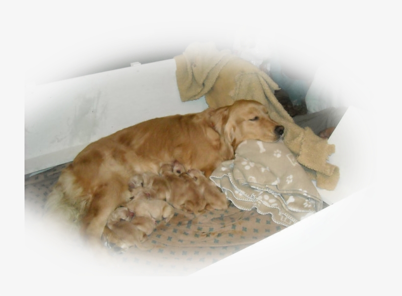 Pause - Cocker Spaniel, transparent png #2834308