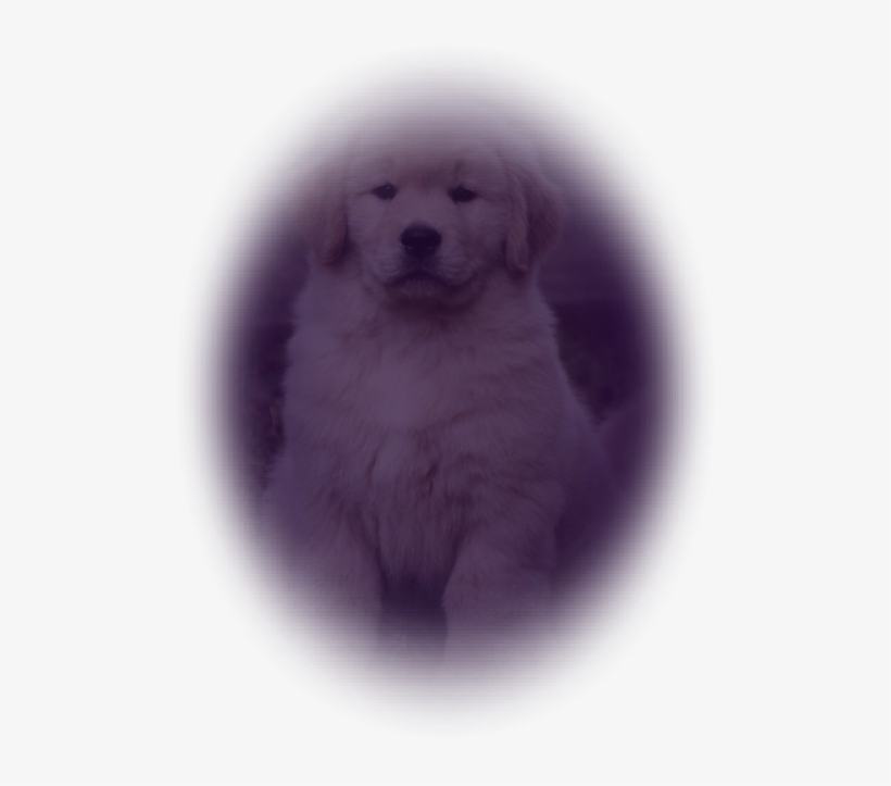 Golden Retriever, transparent png #2834365