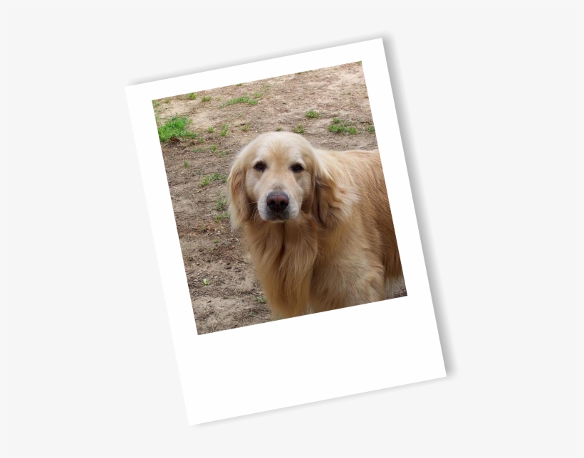 Golden Retriever, Breeders, Ri Breeders, Golden Retriever - Golden Retriever, transparent png #2834412