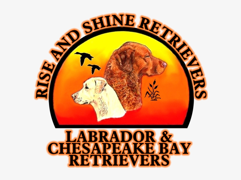 A Wet Dog Is A Happy Dog - Equestrian Order Of The Holy, transparent png #2834460