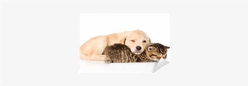 Golden Retriever Puppy Dog And British Cat Sleeping - Golden Retriever Welpen Katze, transparent png #2834482