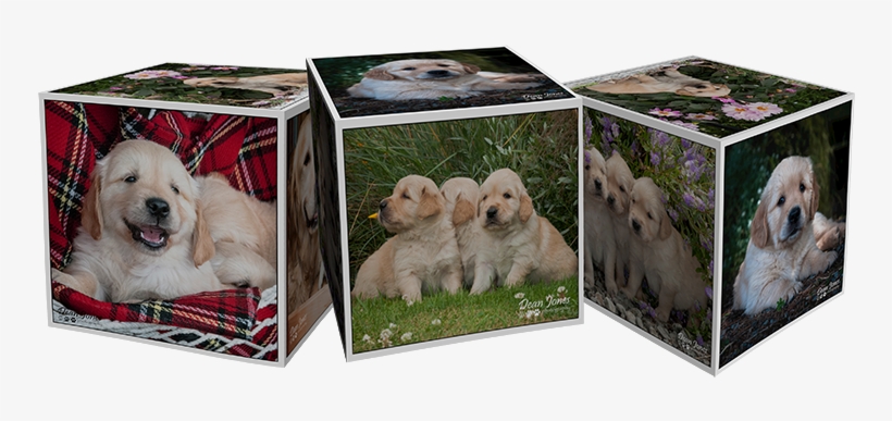 Stigs Progeny - Labrador Retriever, transparent png #2834503