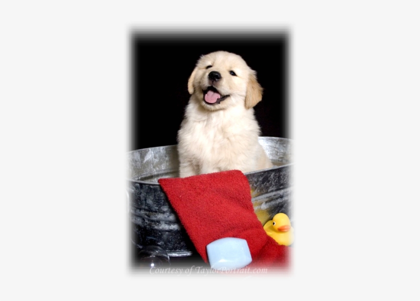 I Believe That Your Dog Is First And Foremost, Your - Golden Retriever, transparent png #2834578