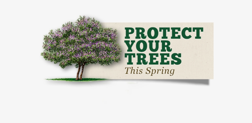 Spring Tree Risk Checklist - Follow Your Dreams And Change Your Life, transparent png #2834678