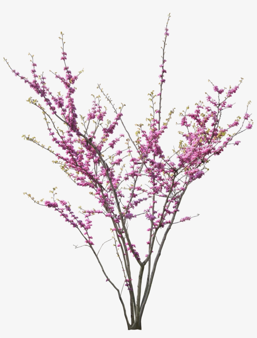 Nhà Thông Minh - Cercis Siliquastrum Png, transparent png #2834728