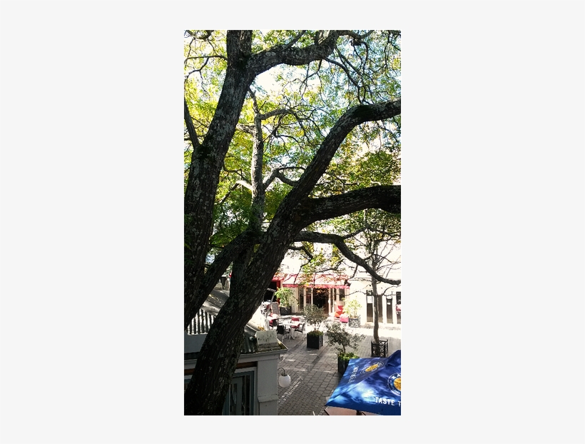 Tree - House, transparent png #2835189