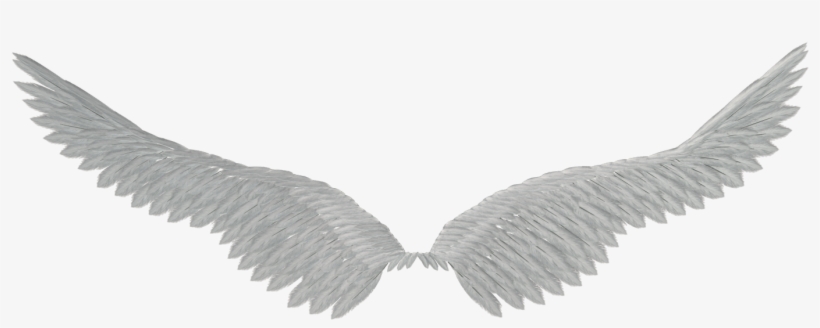 Angel Wings Png Tumblr - Ailes Noires Sans Fond, transparent png #2836570