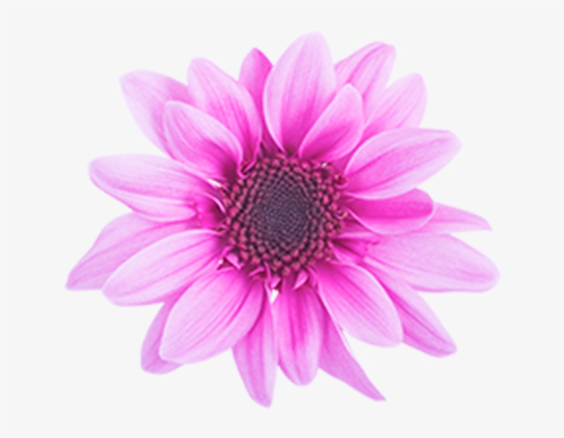 Click To Enlarge Image Pink Novelty Amaze Dark Pink - African Daisy, transparent png #2836821