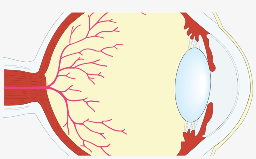The Human Eye - Human Eye, transparent png #2836954