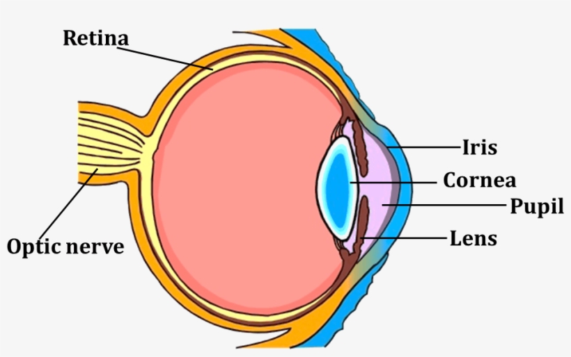 Image Shows Parts Of The Human Eye - Human Eye For Class 5, transparent png #2837012