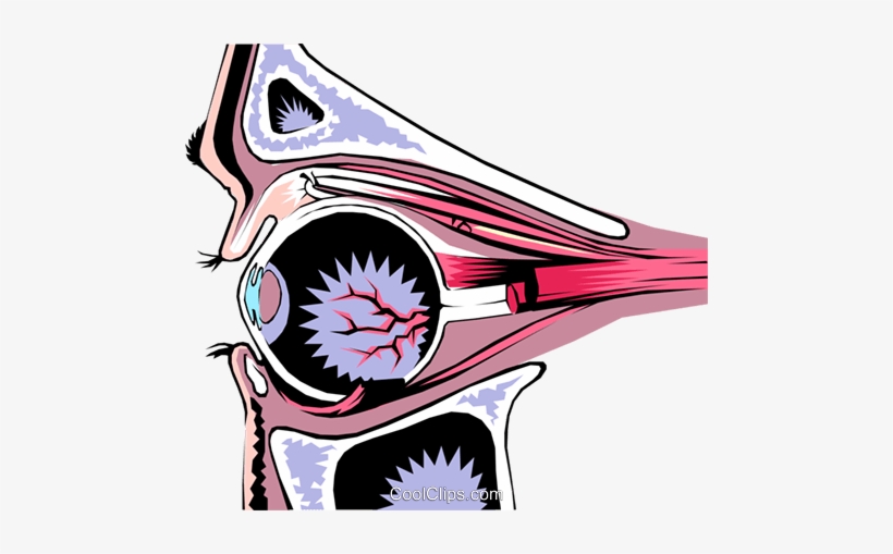 Human Eye Royalty Free Vector Clip Art Illustration - Cornea, transparent png #2837150