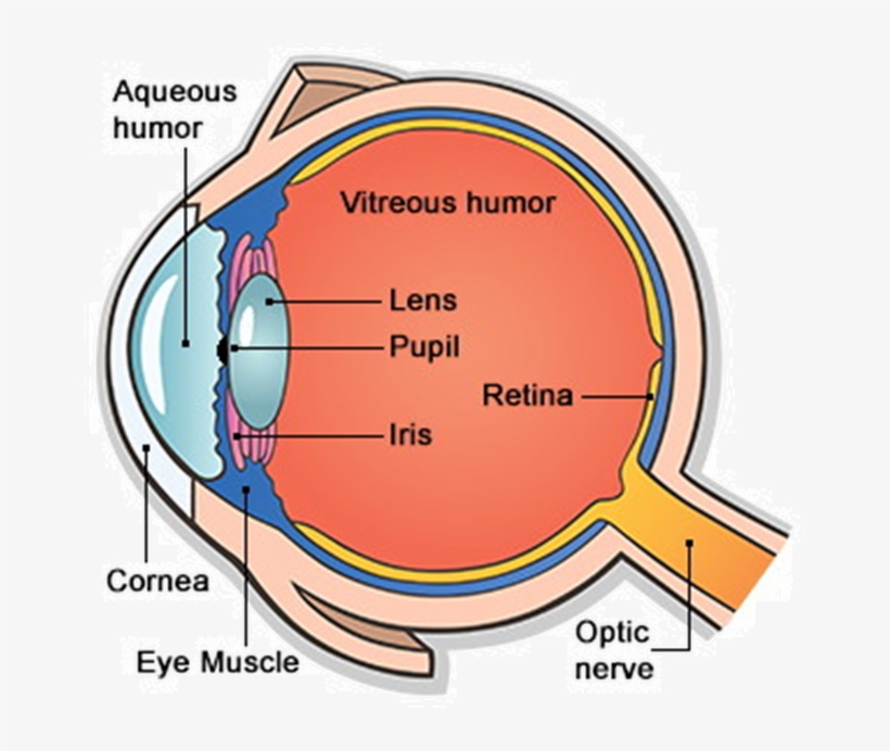 Main Parts Of Human Eye, transparent png #2837198