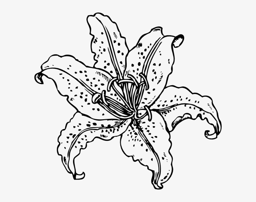Mountain Lily Illustration Clipart Png For Web - Flower And Plant Coloring Book, transparent png #2837819