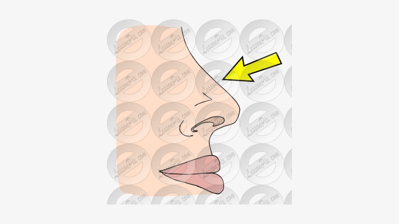 Nose Picture For Classroom / Therapy Use Great Nose - Clip Art, transparent png #2838008
