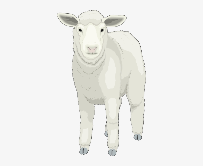 Sheep Clipart Front View - Sheep, transparent png #2842642