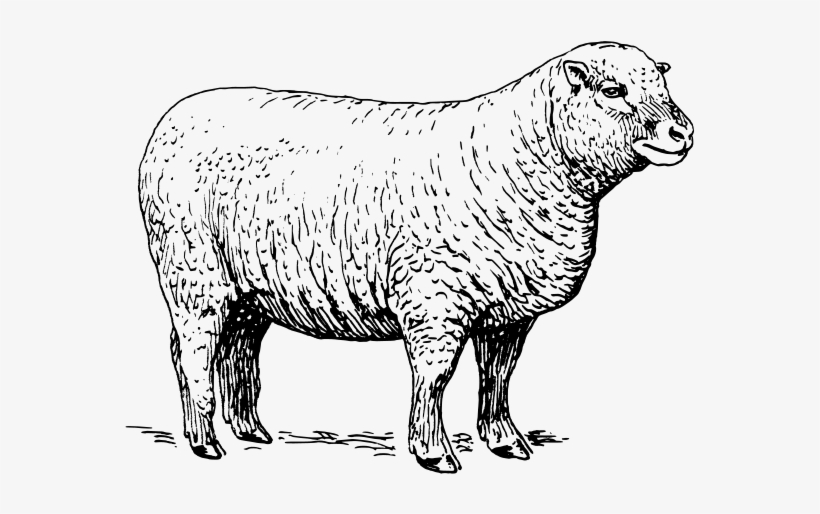 Sheep Clipart Png - Black And White Picture Of Sheep, transparent png #2842678