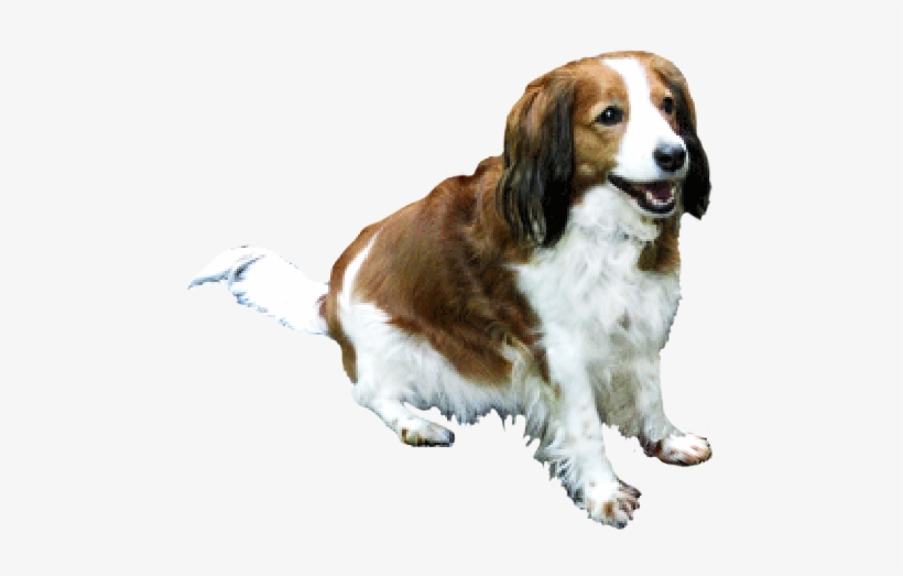 Brown And White Dog - Brown And White Dog Png, transparent png #2843339