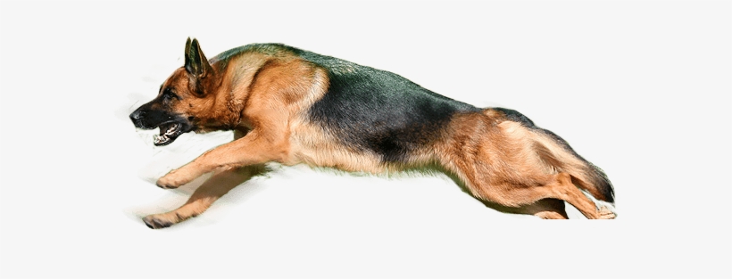 Dog, transparent png #2843435