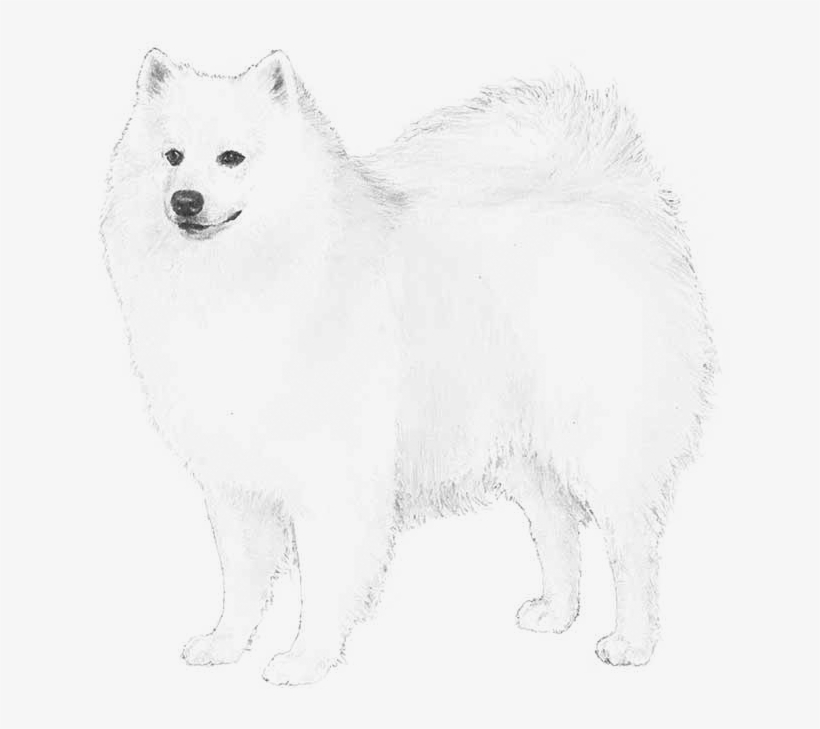 American Eskimo Dog - Miniature American Eskimo Dog Png, transparent png #2843442