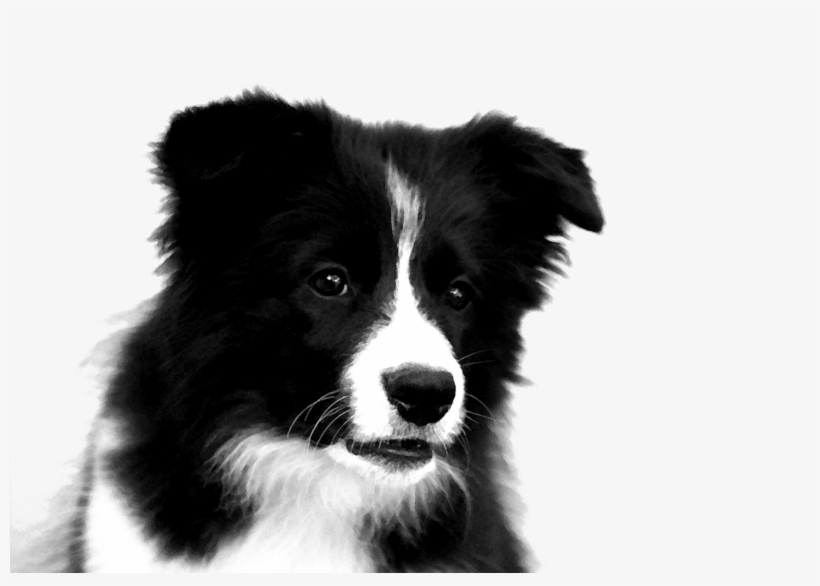 Border Collie Puppies Drawing, transparent png #2843530