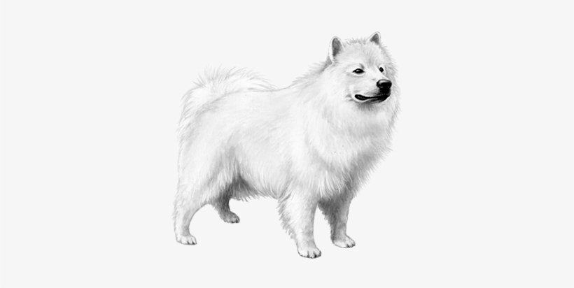 American Eskimo Dog - Dog, transparent png #2843675