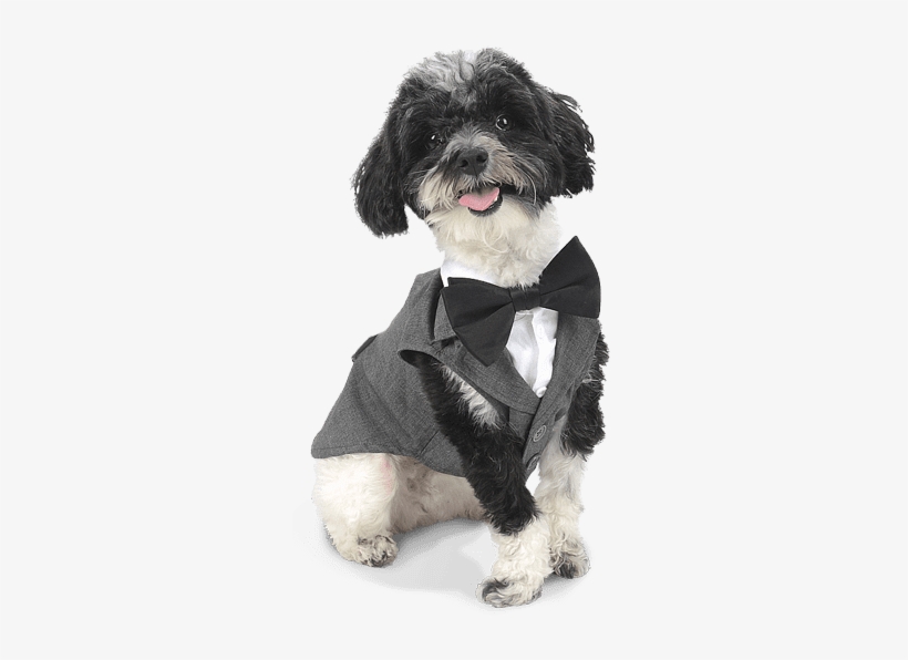 Include Everyone In Your Party - Shih-poo, transparent png #2843761