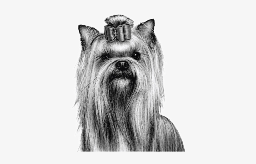 Yorkie Dog - Royal Canin Black And White, transparent png #2843787