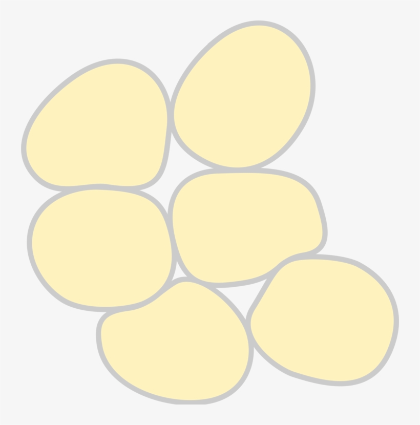 Epithelial Tissue Protects Underlying Structures Acting - Adipose Tissue Clipart, transparent png #2844408