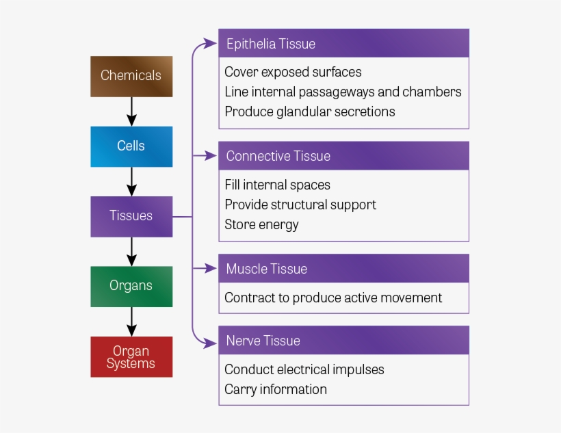 Diagram Of The Hierarchy Of Body Components - Similarities Between Muscle Tissue And Epithelial, transparent png #2844429