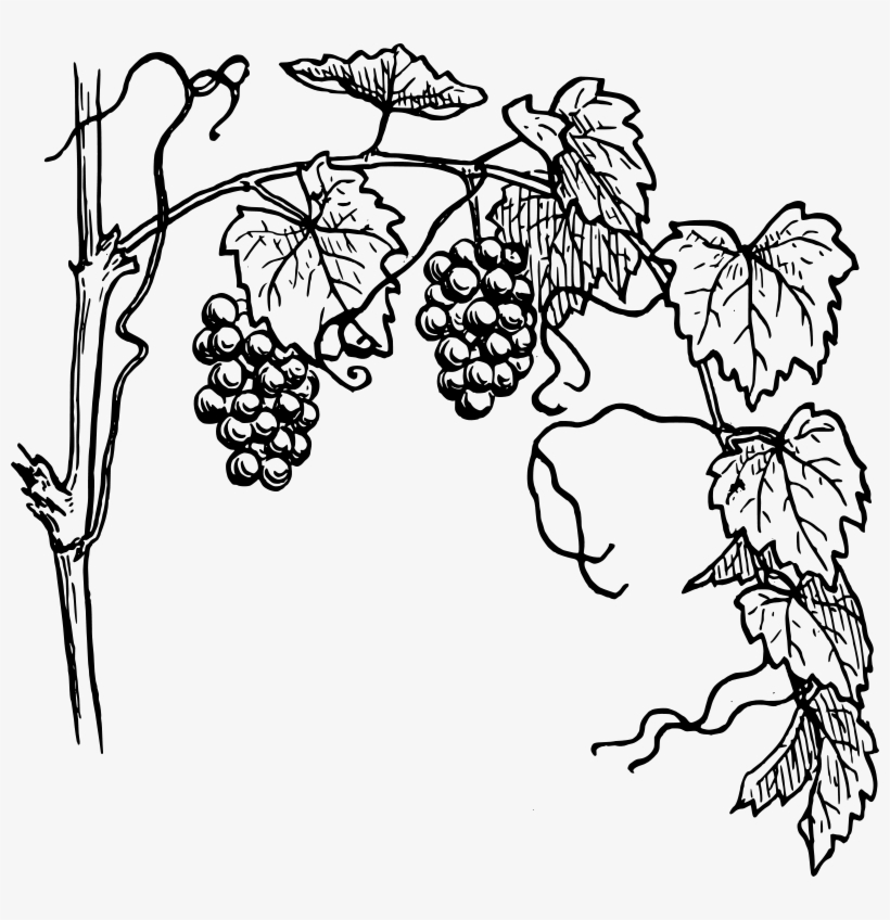 Common Grape Vine Wine Drawing - Grape Vine Clipart, transparent png #2844616