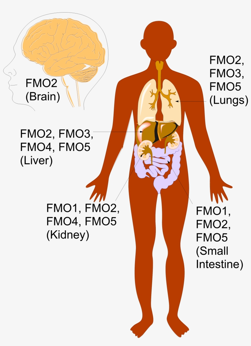 Anatomy Pic Big Labels - Flavin Containing Monooxygenases, transparent png #2844748