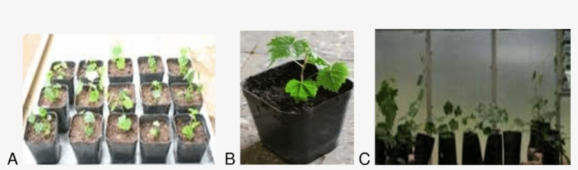 Acclimatization Of The In Vitro Plantlets Of Three - Flowerpot, transparent png #2844903