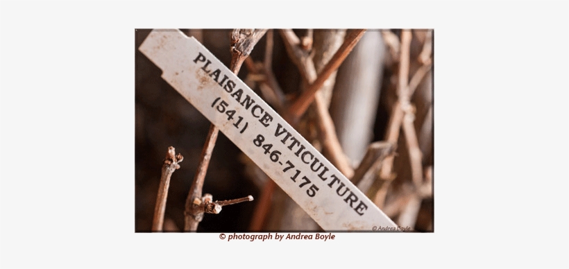 Plaisance Ranch Offers Oregon Certified Grape Vines - Plaisance Ranch, transparent png #2844932