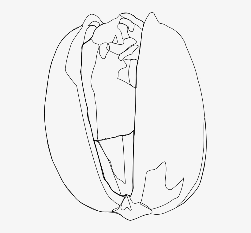 Pistachios - Pistachio In Coloring Pages, transparent png #2846112