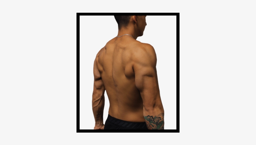Tricep Anatomy - Tricep, transparent png #2846542