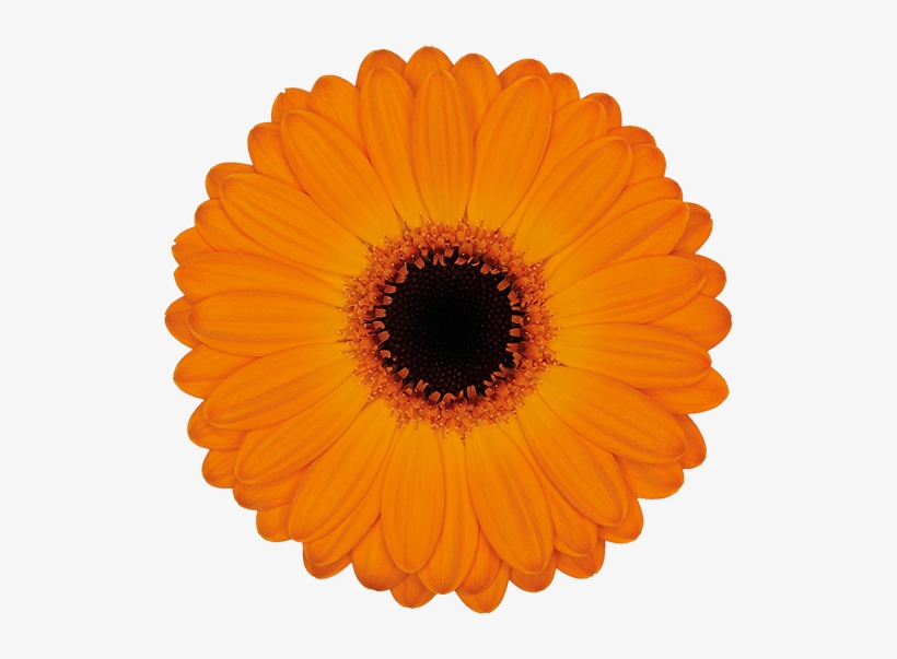 Florist Holland - Hand Fan, transparent png #2846744