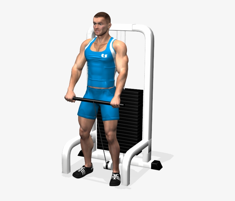 One Arm Front Cable Raise Involved Muscles During The - Alzate Frontali Cavo, transparent png #2847138