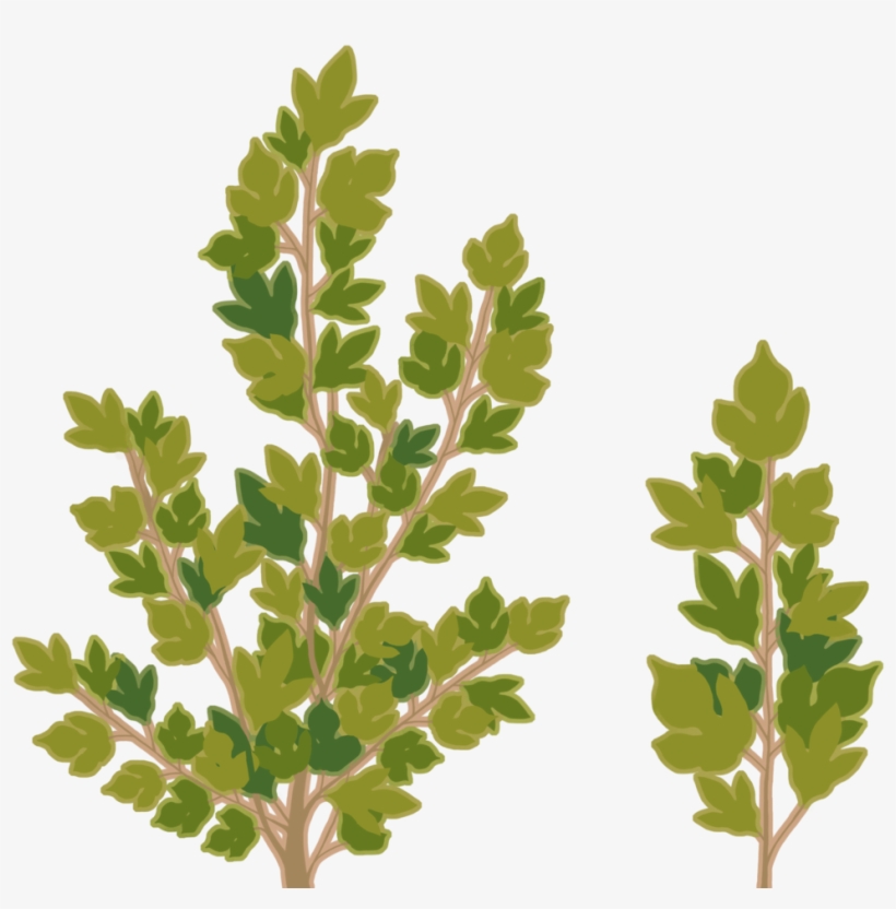 Bush Texture - Gambel Oak, transparent png #2847385