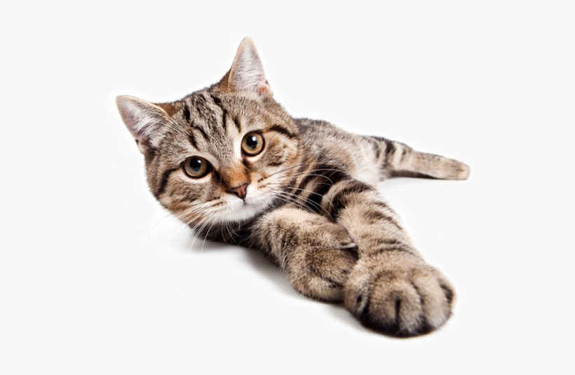 Buy Now Learn More - Купить Чехол На Айфон 6 Плюс Коты, transparent png #2847915