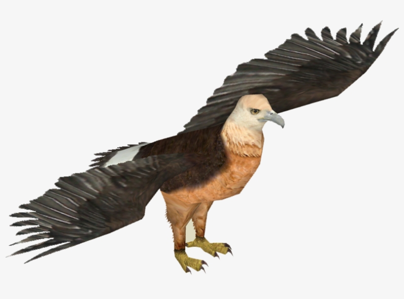 Pallas's Fish Eagle - Zt2 Download Library Owl, transparent png #2848654