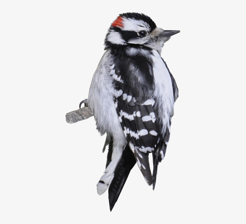 Downy Woodpecker, transparent png #2848978