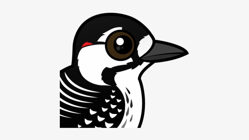About The Red-cockaded Woodpecker - Vier Farbroter-cockaded Specht Zierkissen, transparent png #2848979