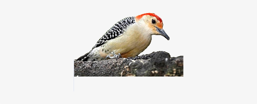 Red Bellied Woodpecker Png Free Transparent Png Download Pngkey