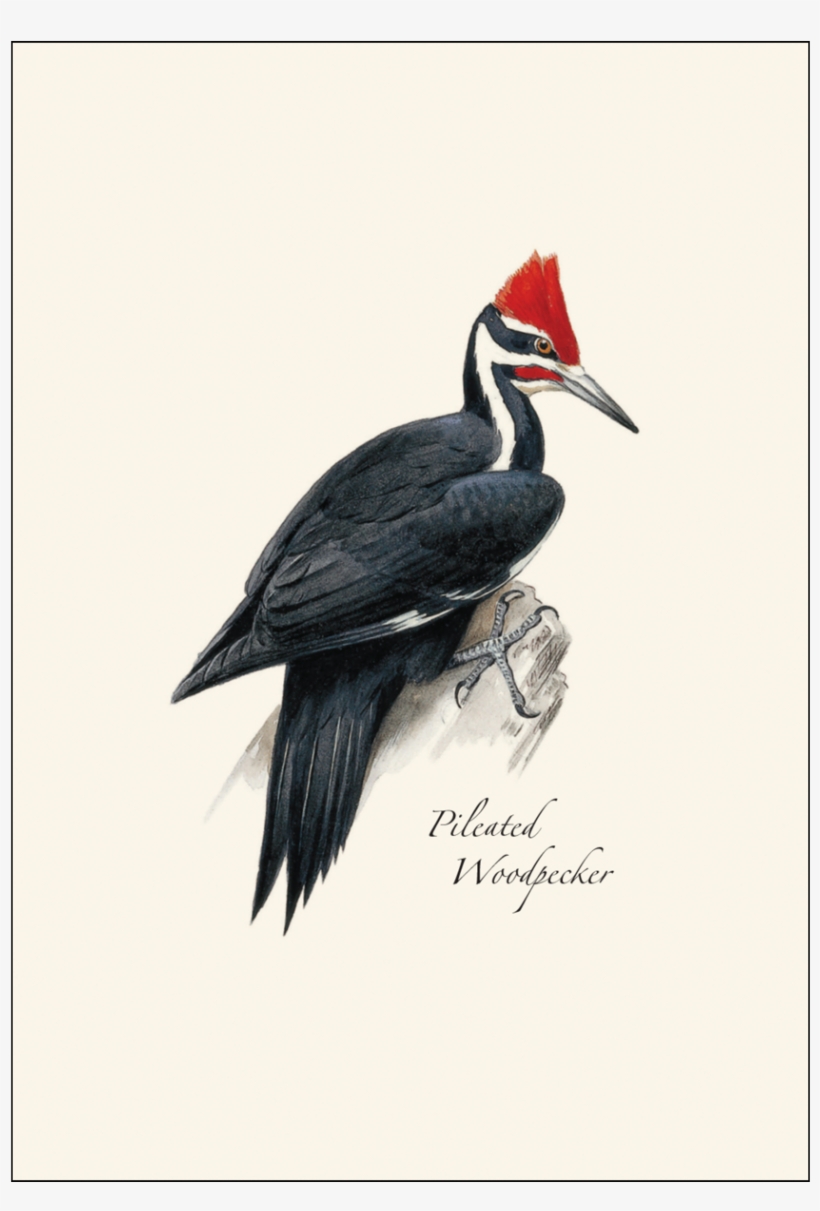 Shopping Cart -  -  - Tree-free Greetings Ecoart Wall Plaque 11 25 X Inches, transparent png #2849002