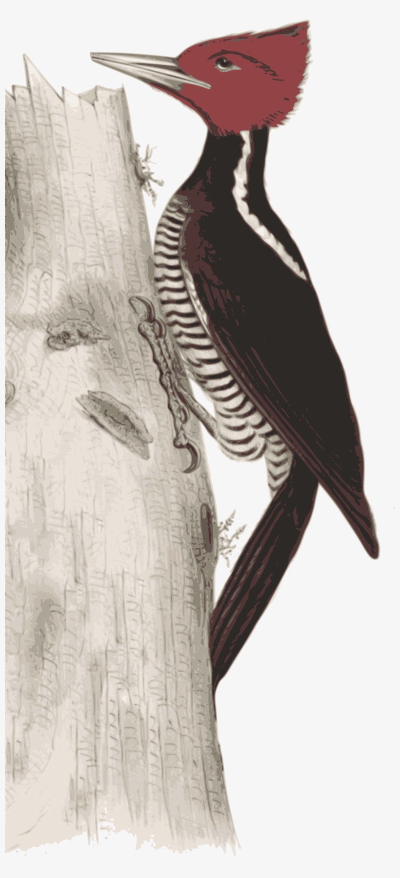 Big Image, transparent png #2849159